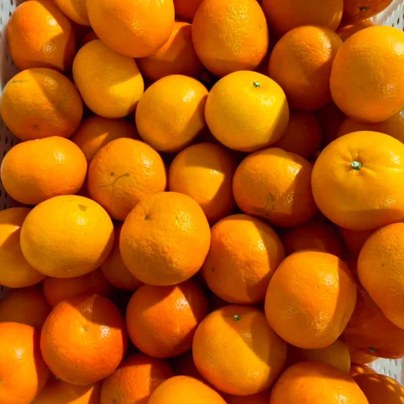 Fresh Orange