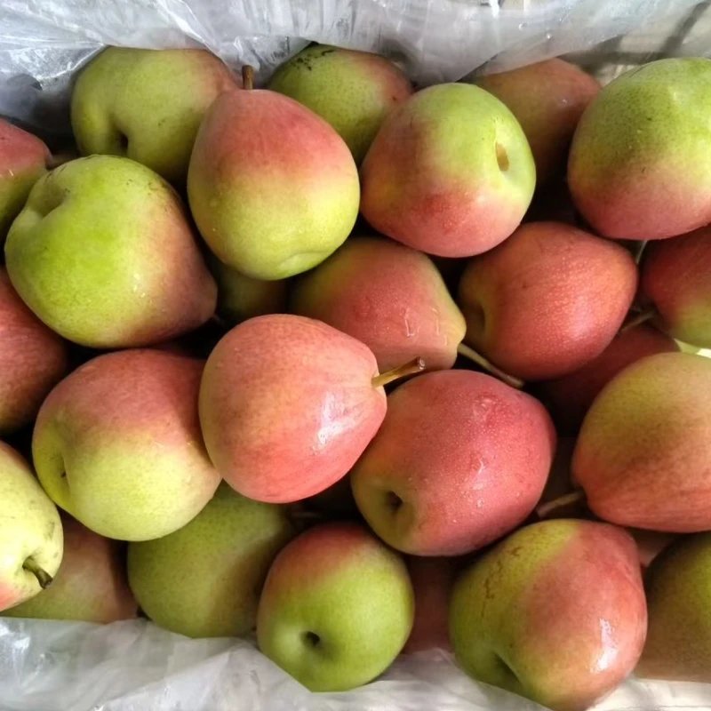 Red July Pear