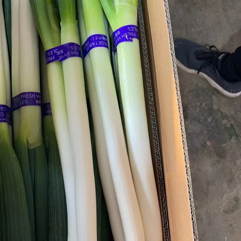 Scallion