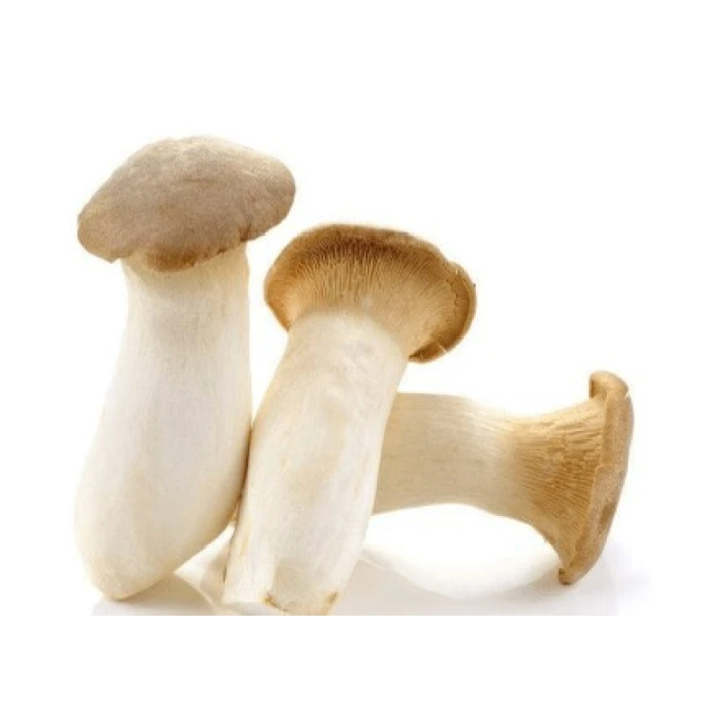 King Oyster Mushroom