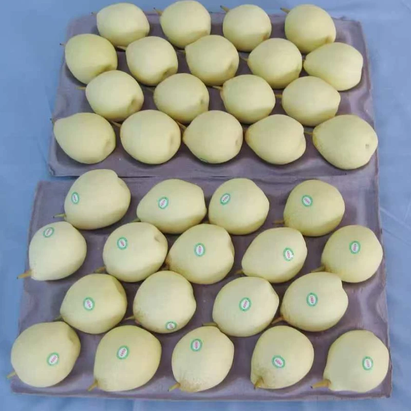 كمثرى يا